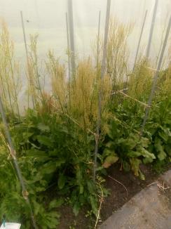 Click for 2 image(s) for this accession. Field